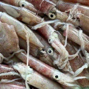 fresh squid small size