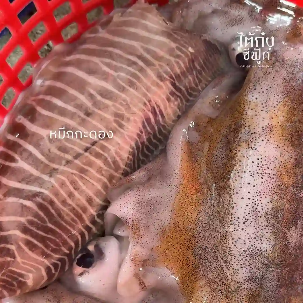 Rainbow Cuttlefish with soft cuttlefish