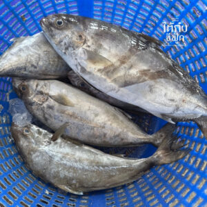 black banded trevally in basket