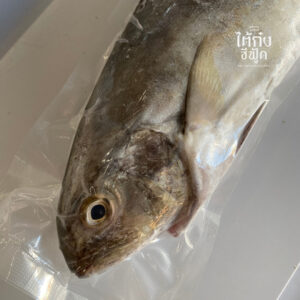 black banded trevally