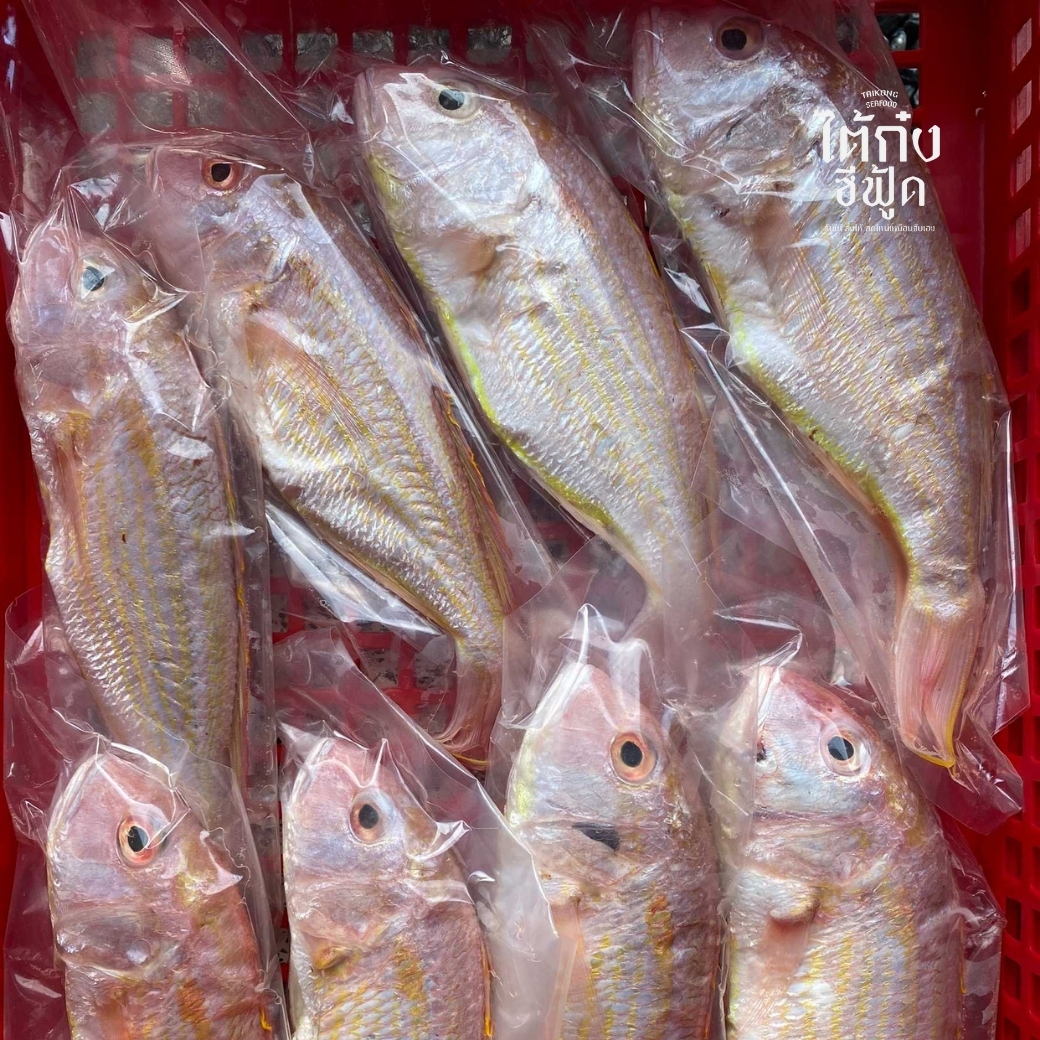 Red fish many fish in a basket