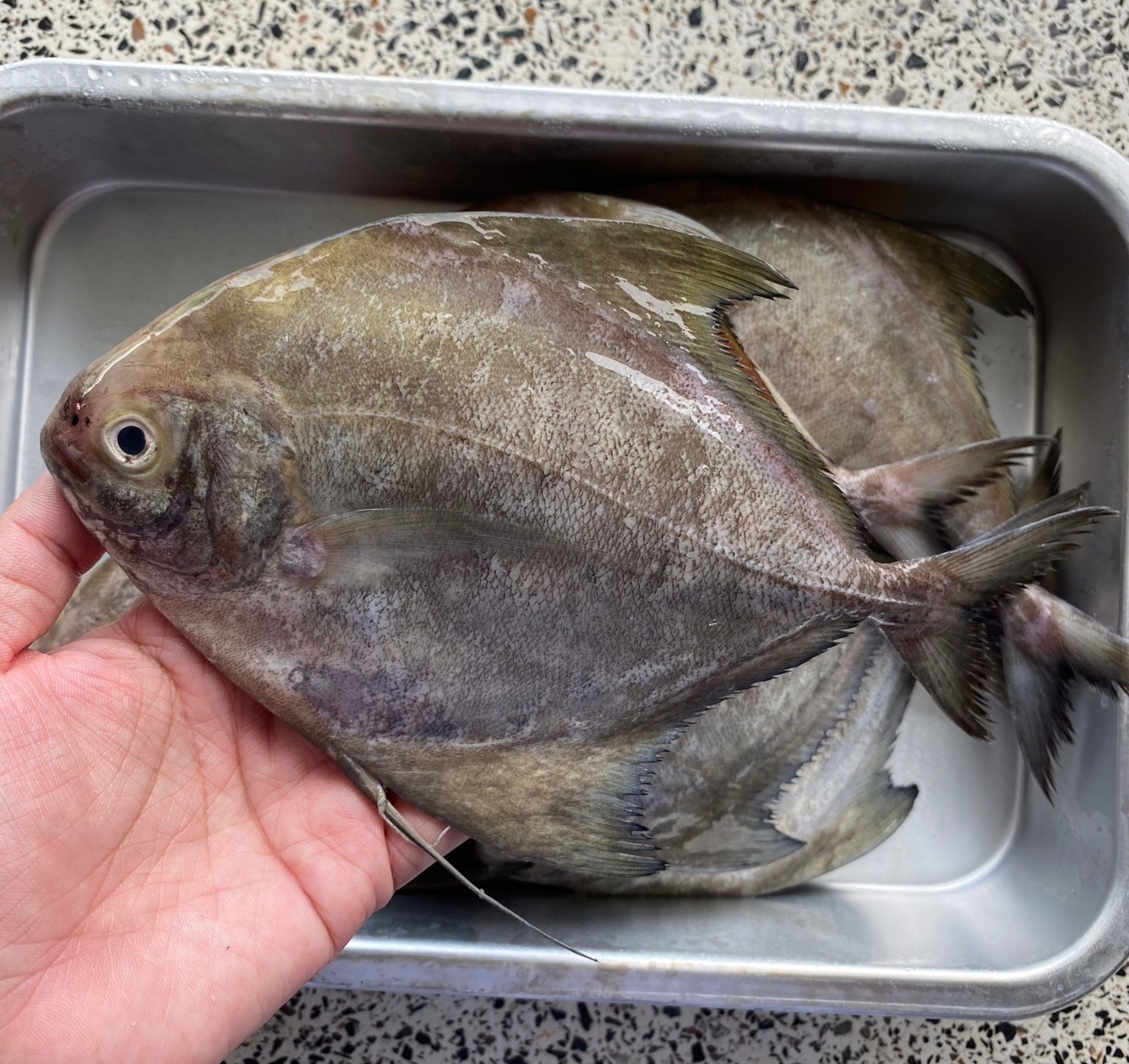 black pomfret on hand