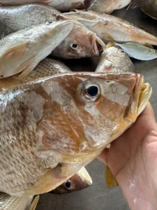 Golden snapper on hand