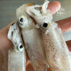 Fresh small squid