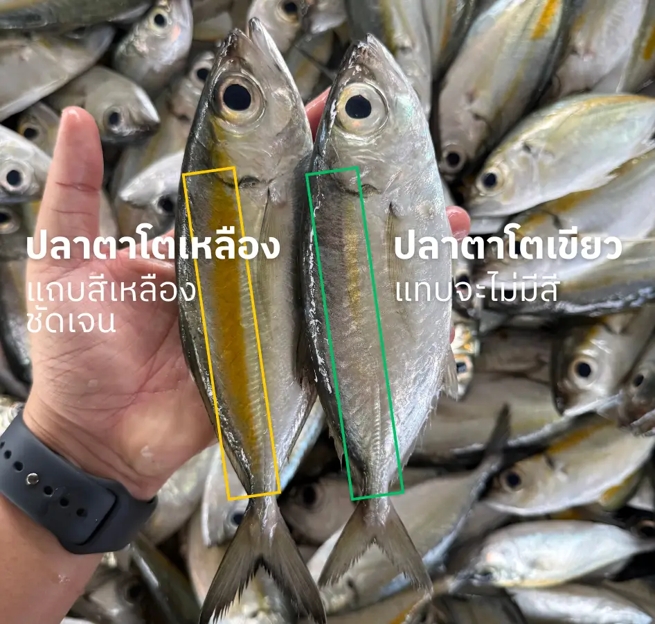 ตาโตเหลือง ตาโตเขียว จุดสังเกต