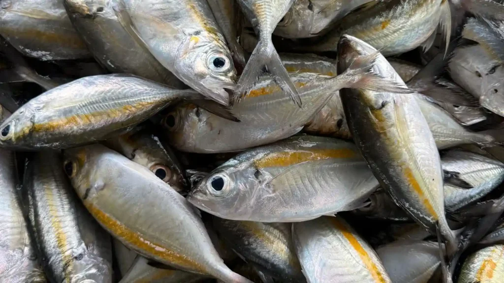 bigeye scad ปลาตาโต