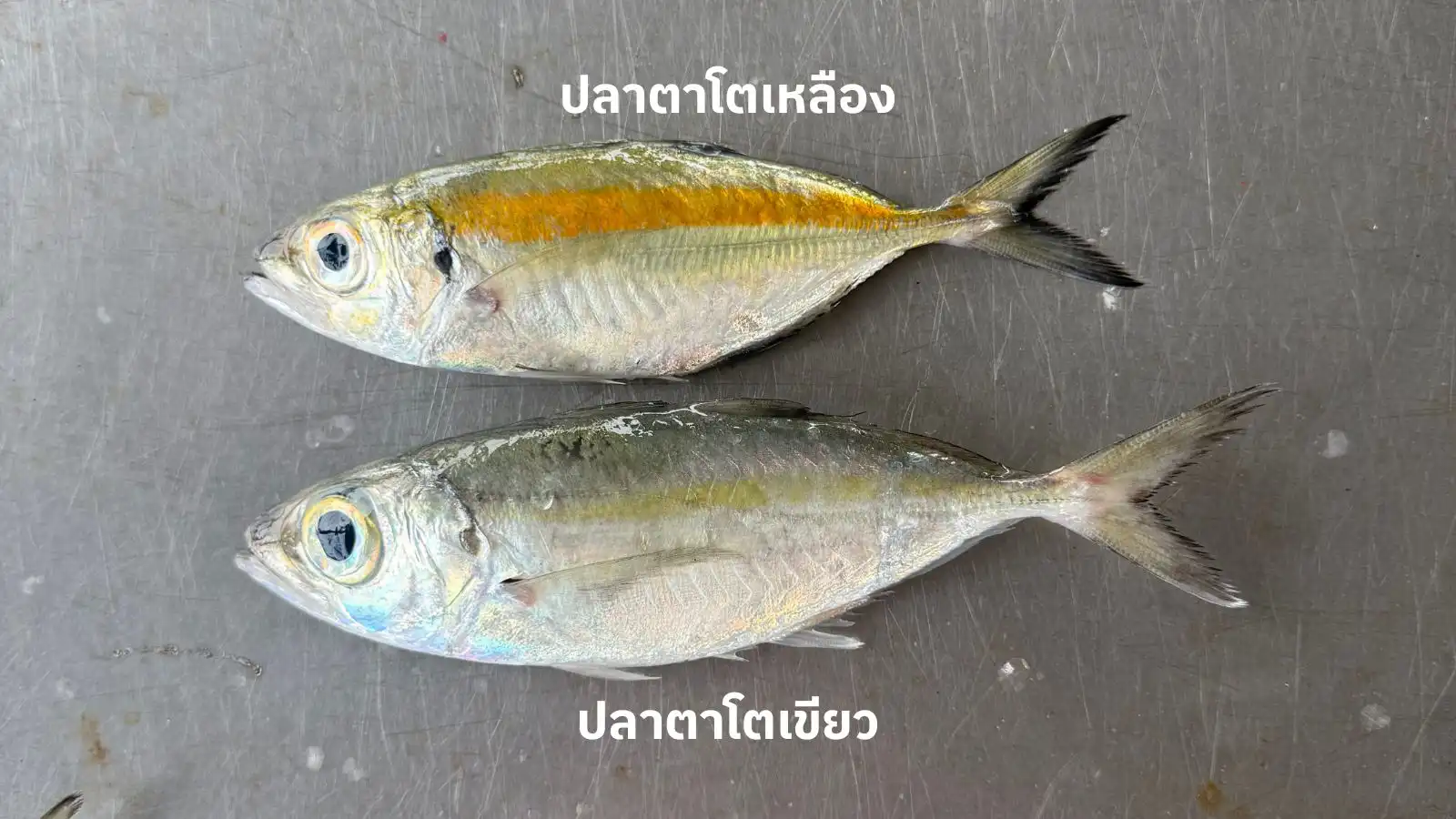 ปลาตาโตเหลือง ปลาตาโตเขียว