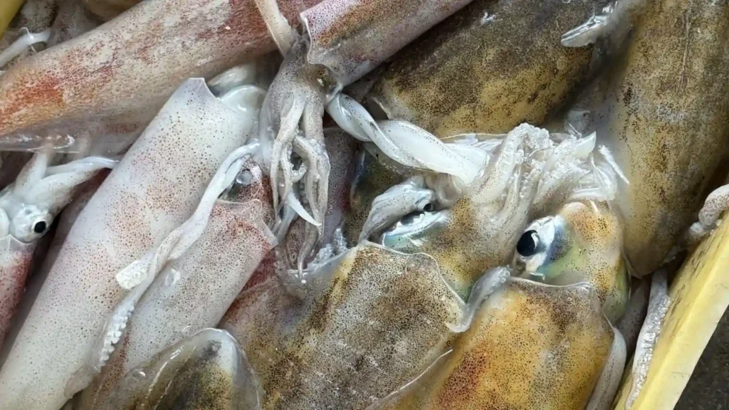 Fresh squid หมึกเซลล์