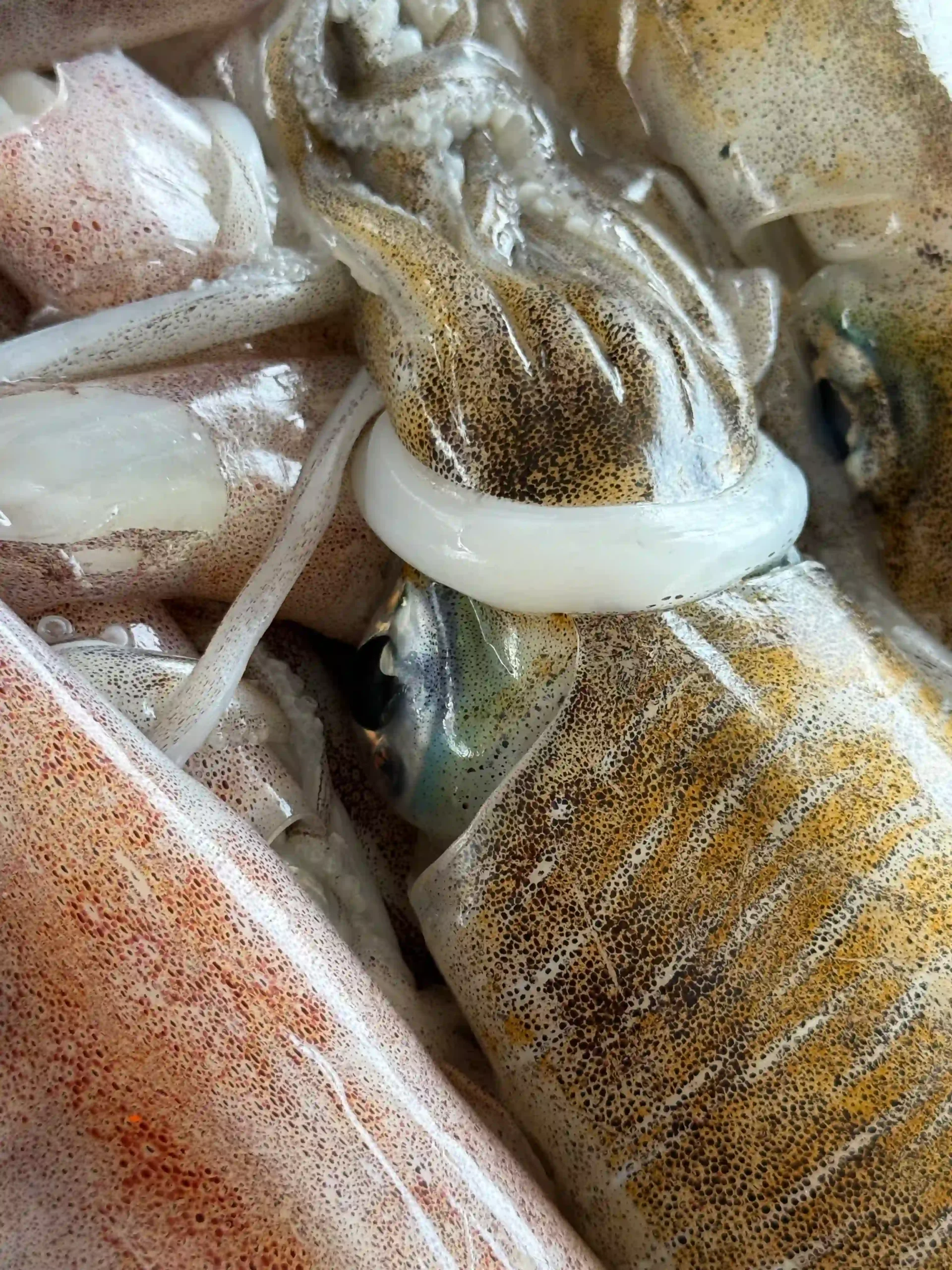 Fresh squid
