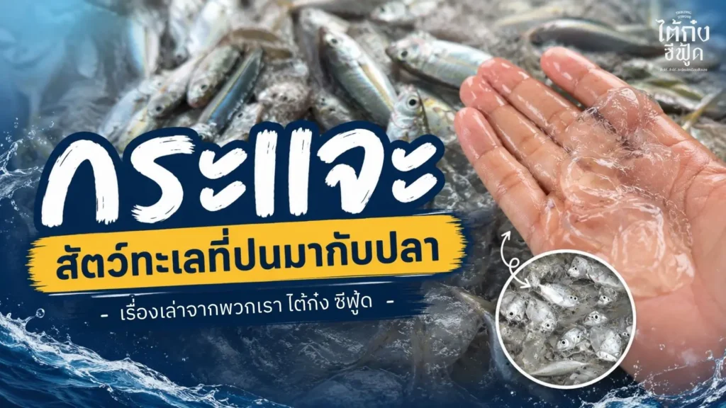 กระแจะ แมงกะพรุนทะเล