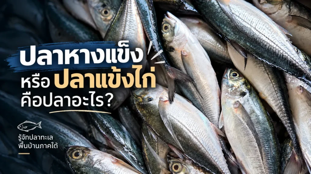 ปลาหางแข็ง ปลาแข้งไก่